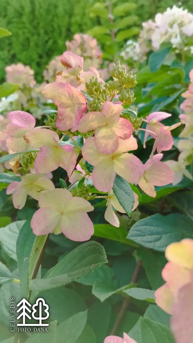 Hydrangea paniculata   DART'S LITTLE DOT = 'Darlido'